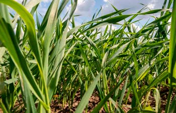 ruisvehnän lehtivaihe