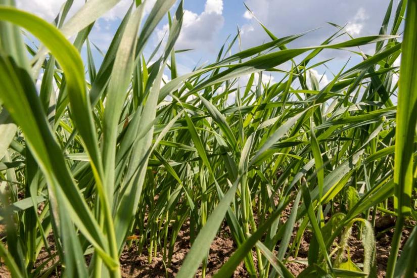 ruisvehnän lehtivaihe