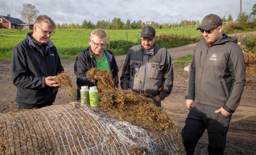 Lassi (oik.) ja Timo Torniainen esittelevät laadukasta säilörehua Tuomo Savolaiselle ja Kalle Montoselle.