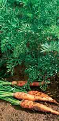 Basf Stomp® - Porkkanan ja sipulin rikkakasveille