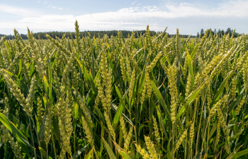 Kuva syysvehnä-pellosta