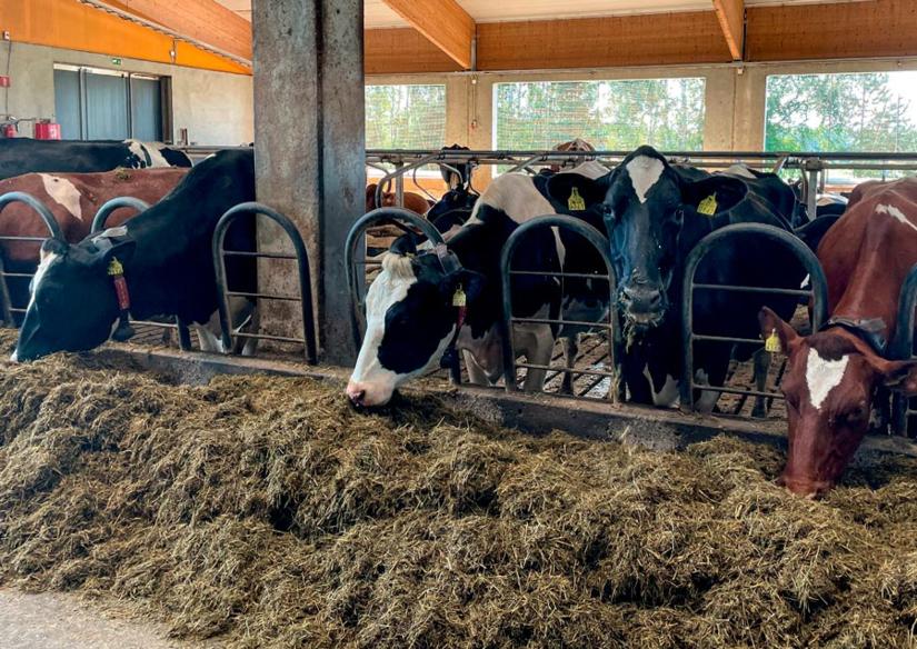 lehmät, säilörehua