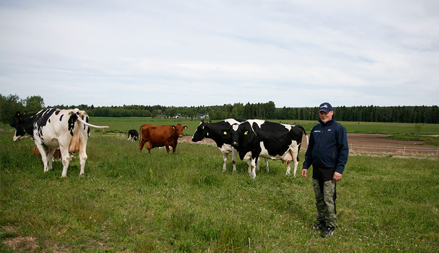 Jarno Tihinen ymmärtää, miten tärkeää on kiinnittää huomiota umpilehmien ruokintaan ja olosuhteisiin.