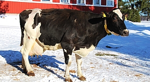 100-tonnari Yorkki