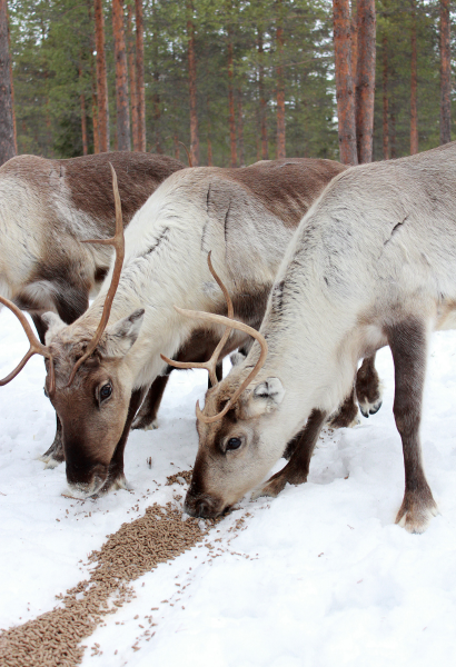 Vaadinpari syömässä