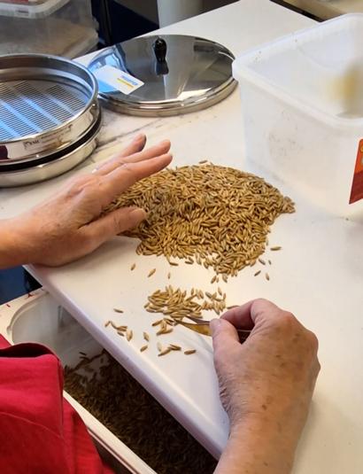 Henkilö lajittelee viljanäytettä pöydällä käsin ennen laboratoriomittausten aloittamista.