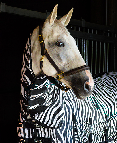 Hyönteisloimi EQCode zebra