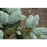 Hopeakuusi Hoopsii, myyntikorkeus 40-50 cm