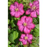 Loistokärhö Ville de Lyon, astiakoko 2L