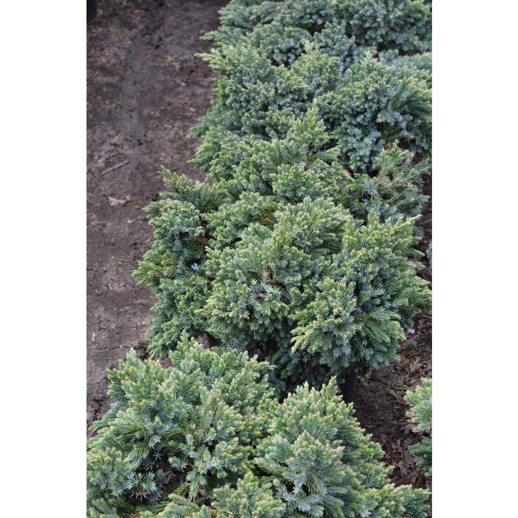 Sinikataja 'Blue Star'