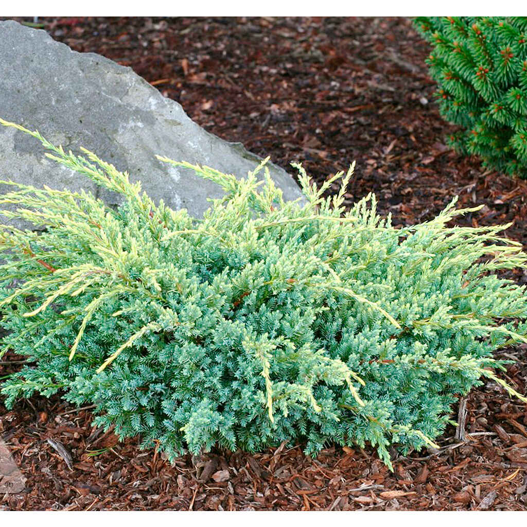 Himalajankataja 'Holger'