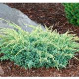 Himalajankataja Holger, myyntileveys 30-40 cm, astiakoko 5L