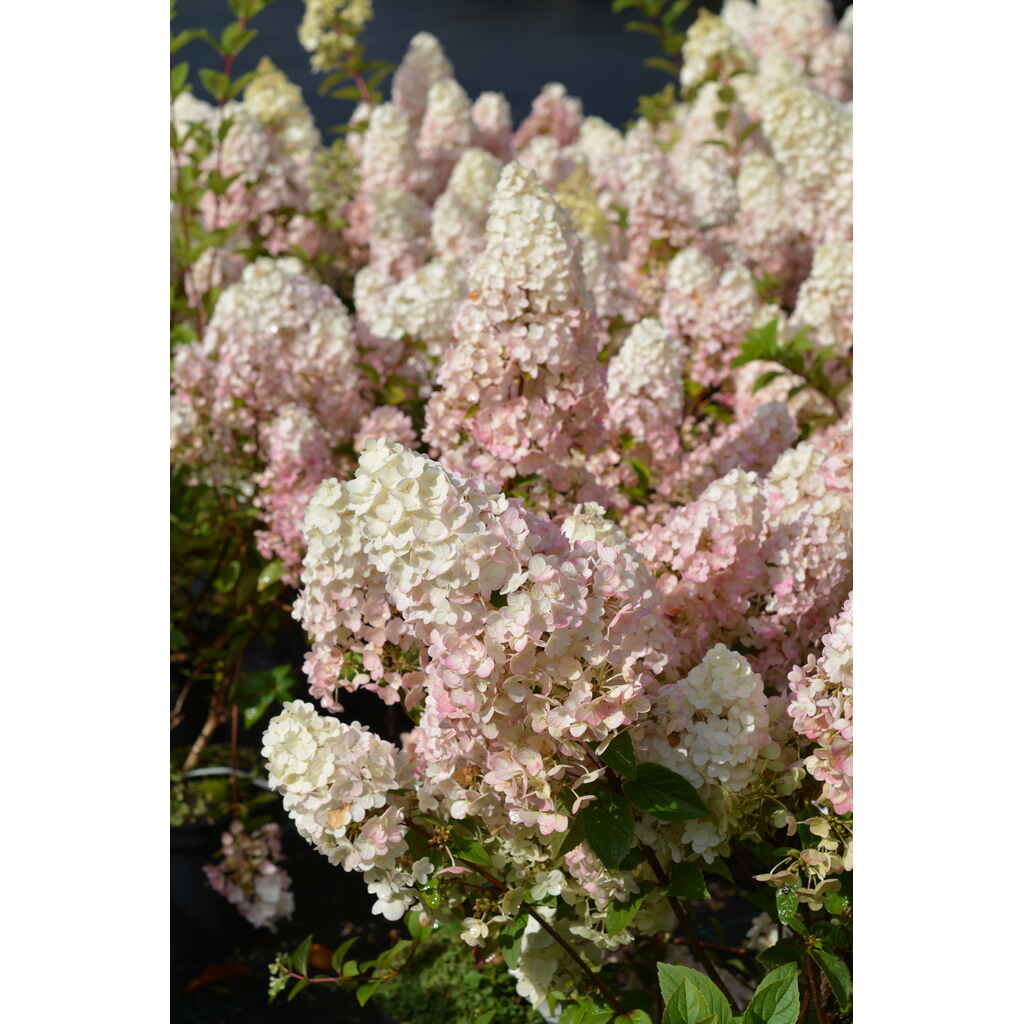 Syyshortensia Sundae Fraise