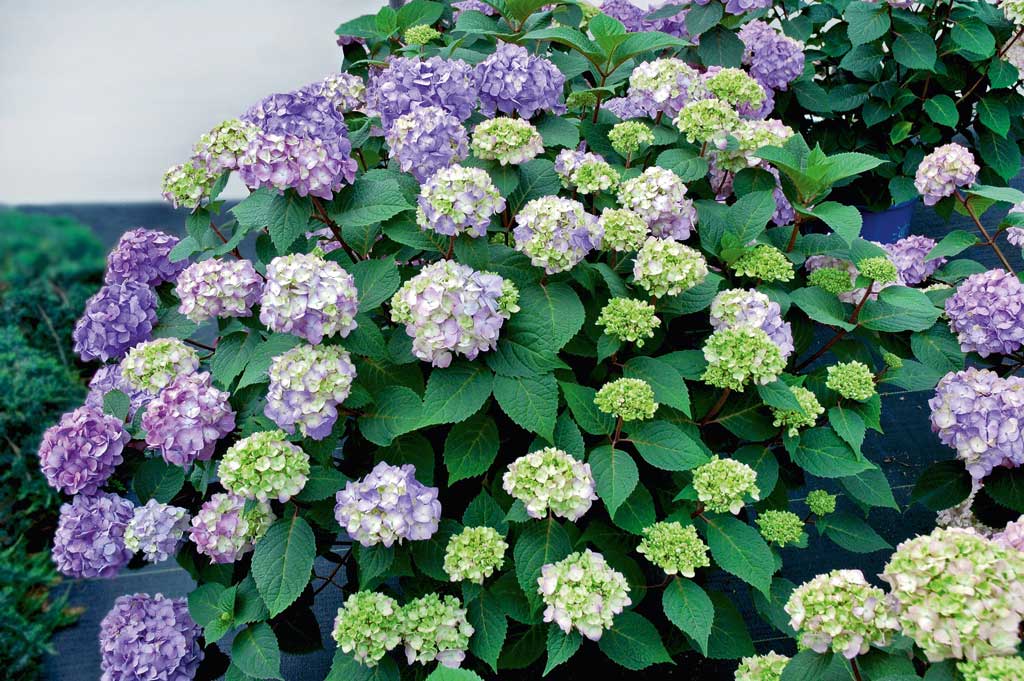 Jalohortensia Bloom Starissa on happamassa maassa violetin sävyiset isot pyöreät kukinnot