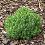 Kääpiövalkokuusi Alberta Globe, myyntikorkeus 25-30 cm, astiakoko 5L