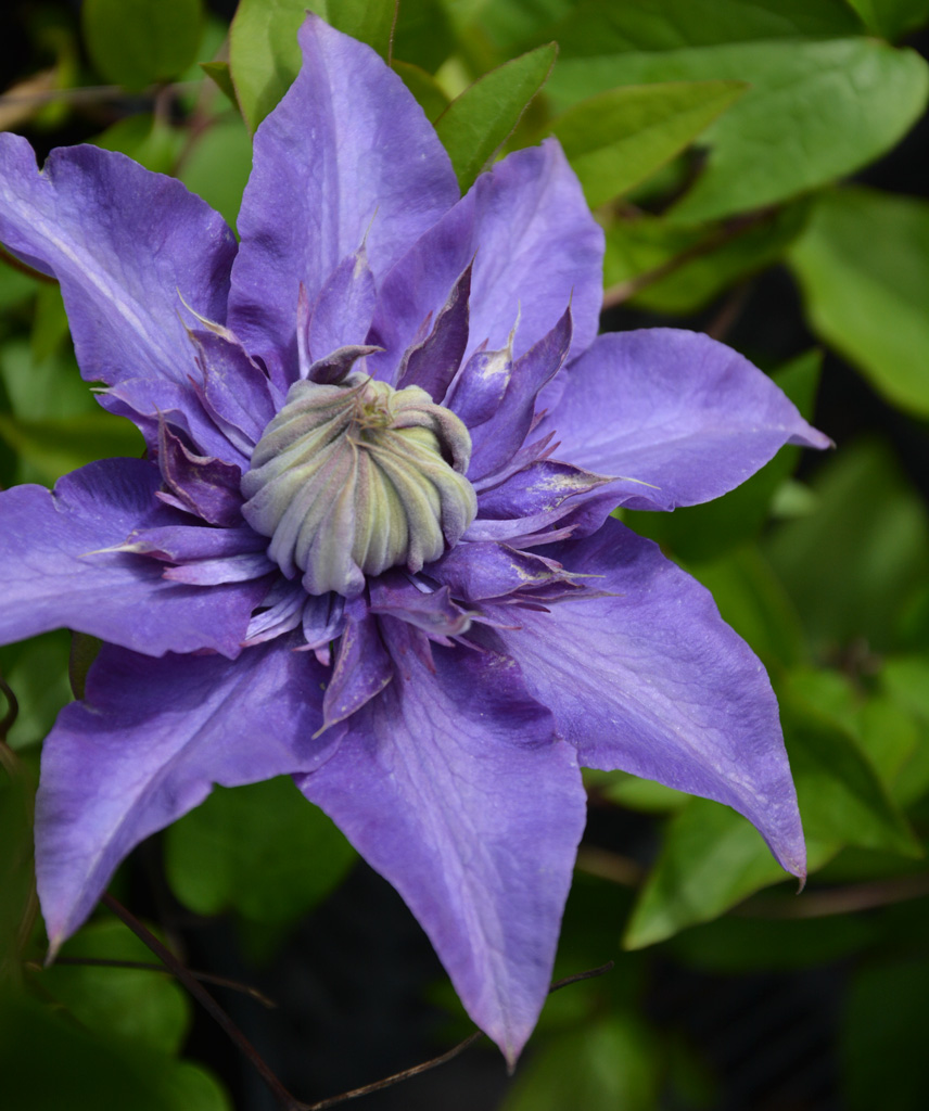 Loistokärhö 'Multiblue'