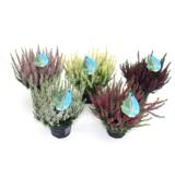 Calluna Beauty Ladies 12 cm