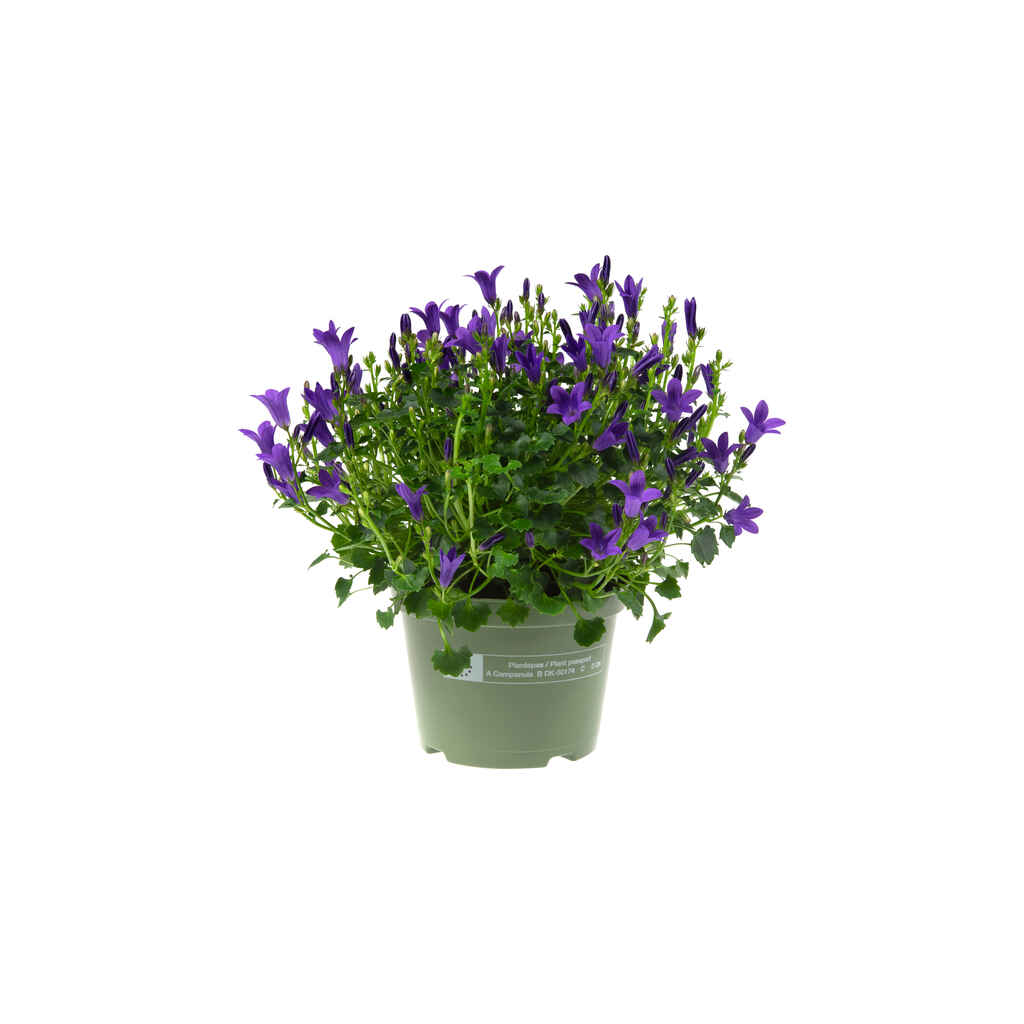 muurikello