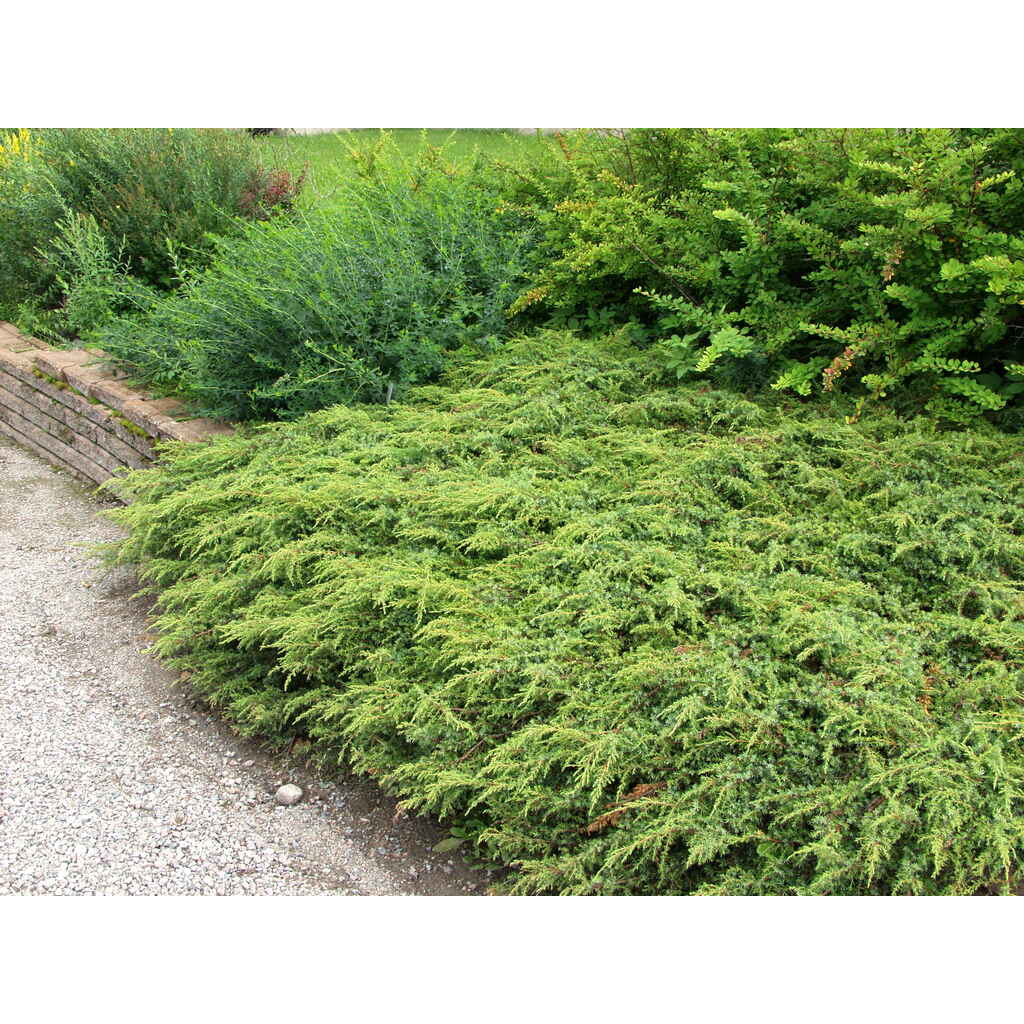 Kääpiökataja 'Repanda'