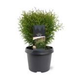 Pallotuija Tiny Tim, myyntileveys 30-40 cm, astiakoko 5L