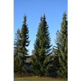 Serbiankuusi, myyntikorkeus 175-200 cm