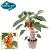 Paprika tai Chili Pick & Joy