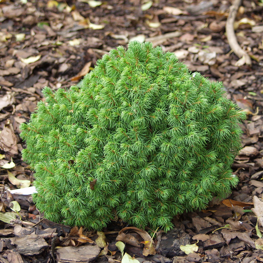 Kääpiövalkokuusi 'Alberta Globe'