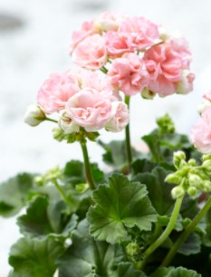 Ruusunnuppupelargoni 'Astrid'