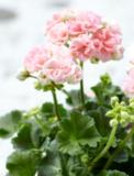 Vanhanajan Pelargoni 12 cm ruukussa