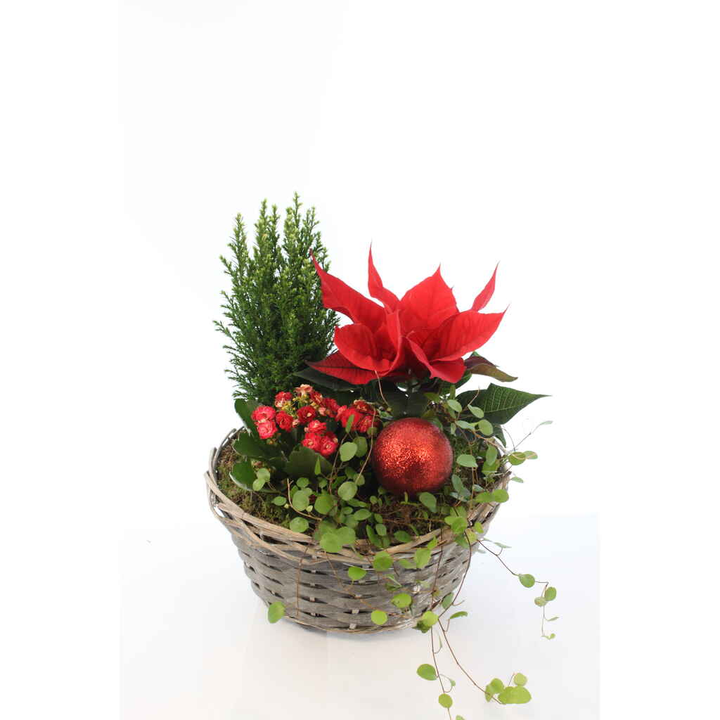 Joulutähti-istutus Aatto