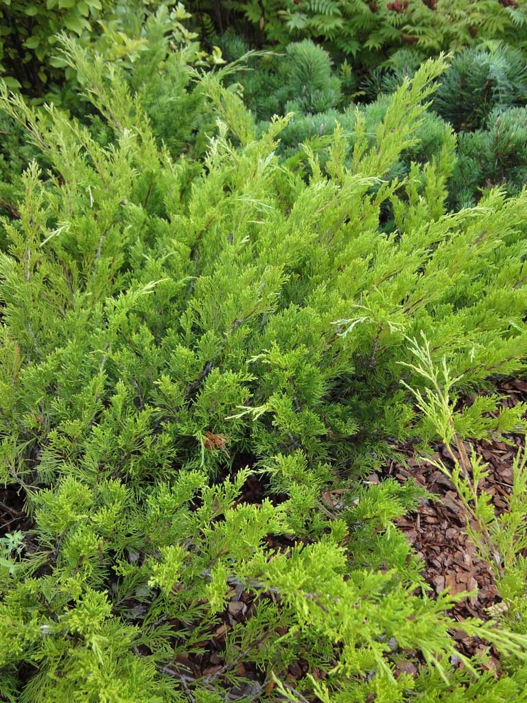 Rohtokataja 'Sabina'