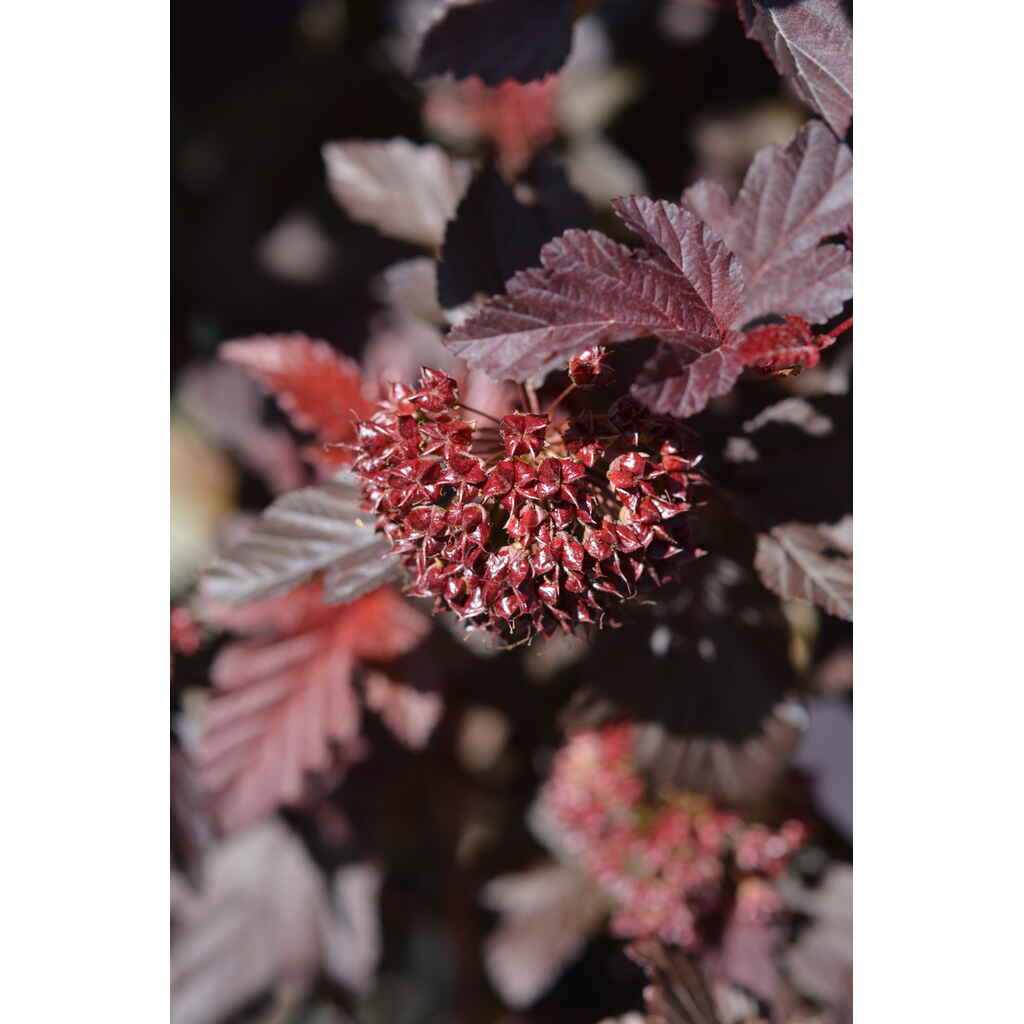 Purppuraheisiangervo 'Lady in Red'