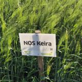 Keira siemenohra kemiallisesti peitattu 800 kg