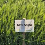 NOS Salpa siemenohra kemiallisesti peitattu 500 kg