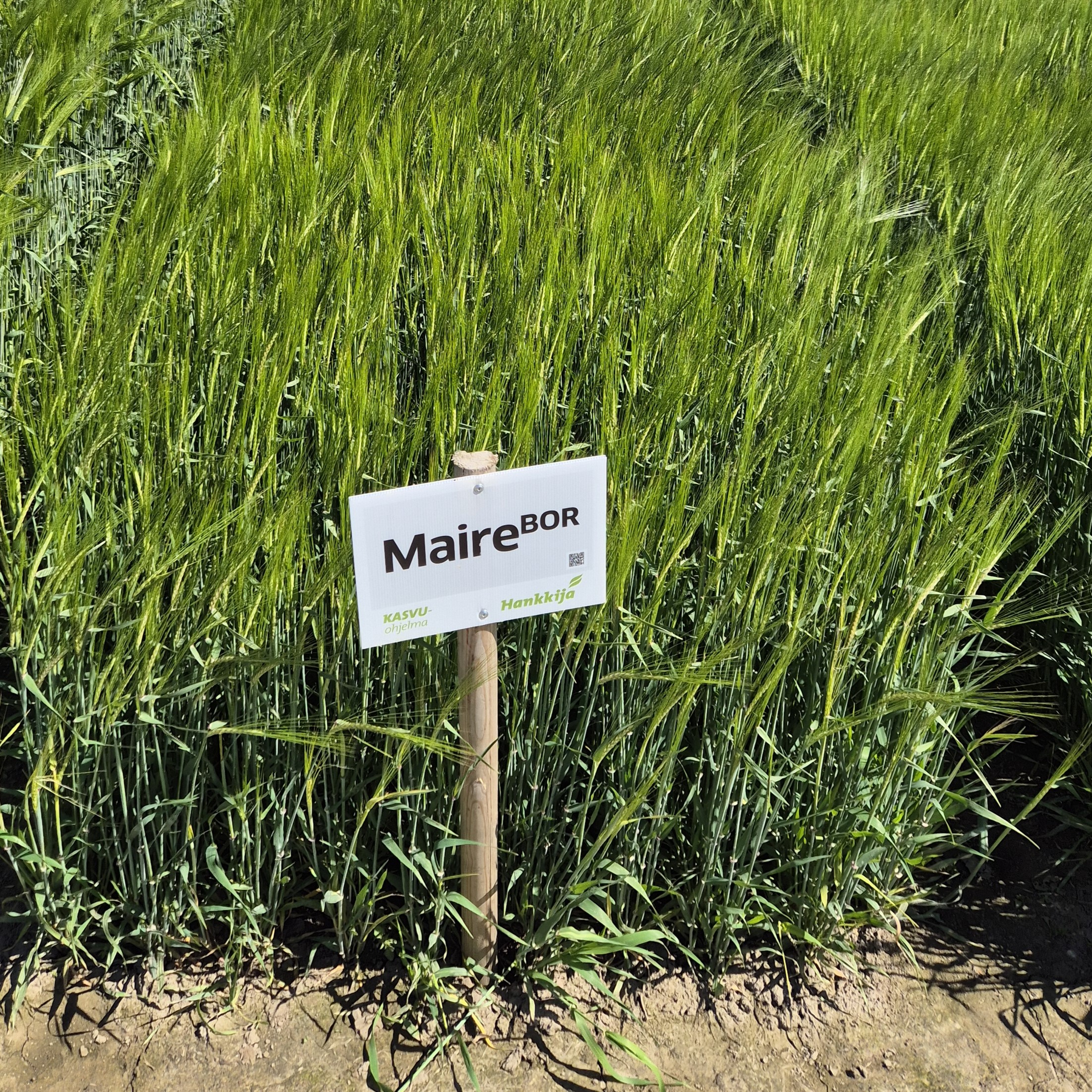 Maire ohra kaksitahoinen