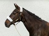 Riimunpehmusteet Back on Track, valkoinen One Size