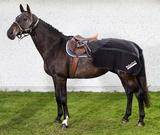 Ratsastusloimi Supreme Back on Track