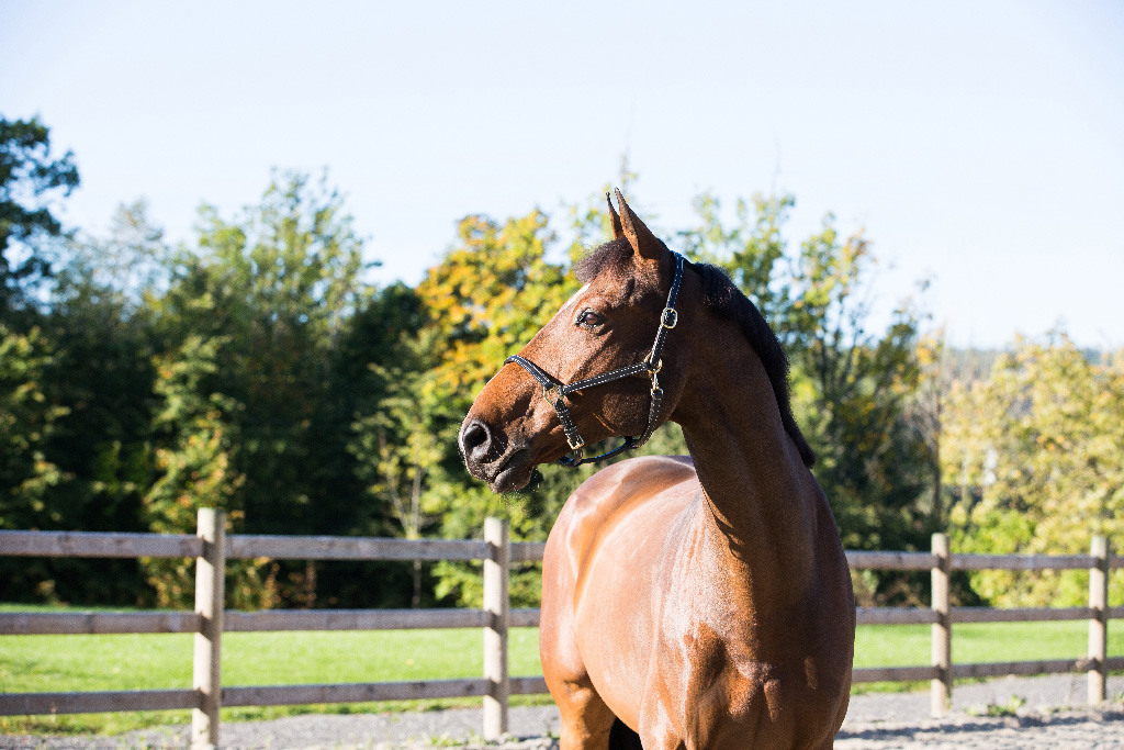 Horze Fremont nahkariimu