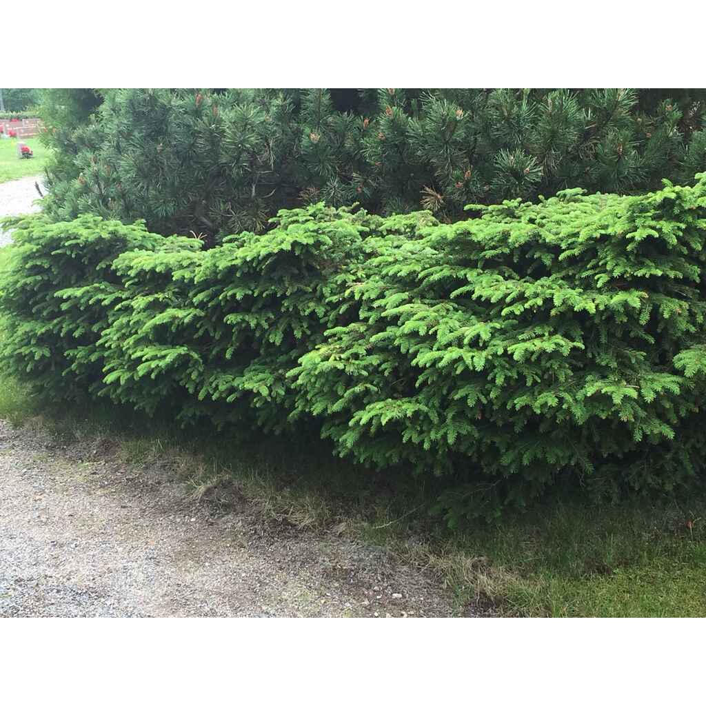 Pesäkuusi 'Nidiformis'