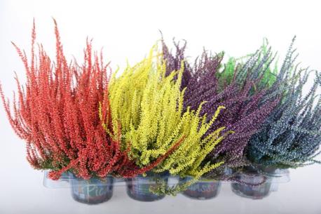 Calluna värjätty
