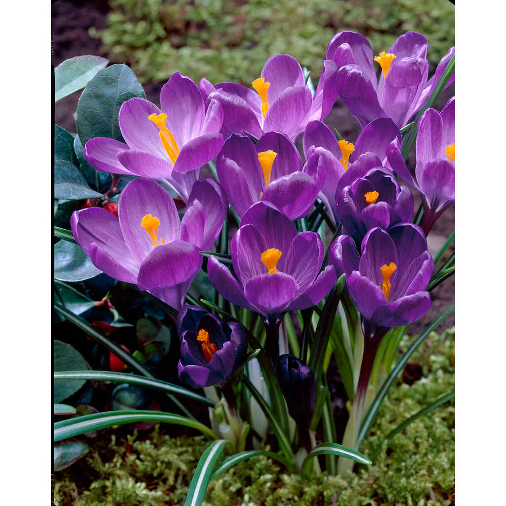 Krookus Flower Record