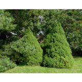 Kartiovalkokuusi Conica, myyntikorkeus 50-60 cm