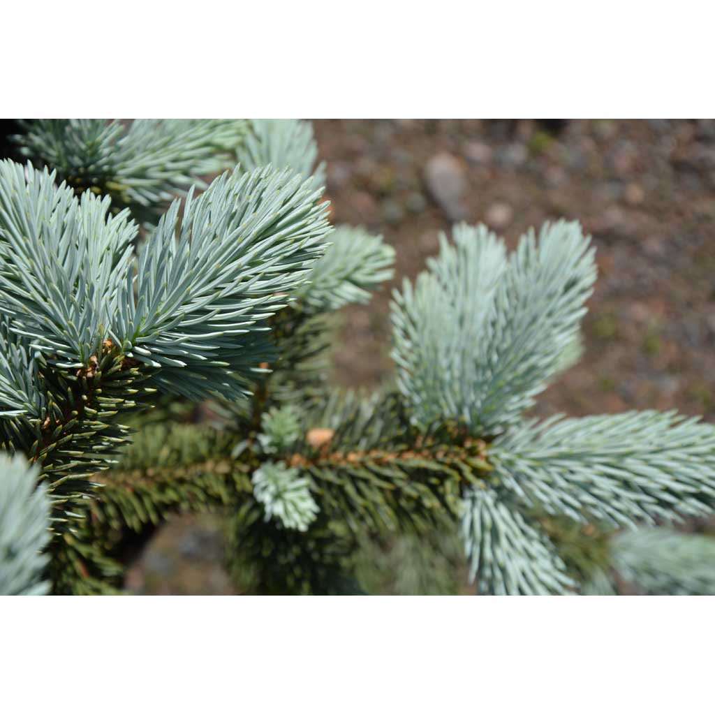 Hopeakuusi Hoopsii