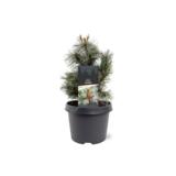 Pensassembra Glauca, myyntileveys 40-50 cm, astiakoko 7,5L