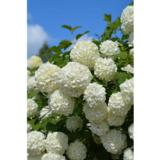 Lumipalloheisi Pohjan Neito FinE, astiakoko 7,5L