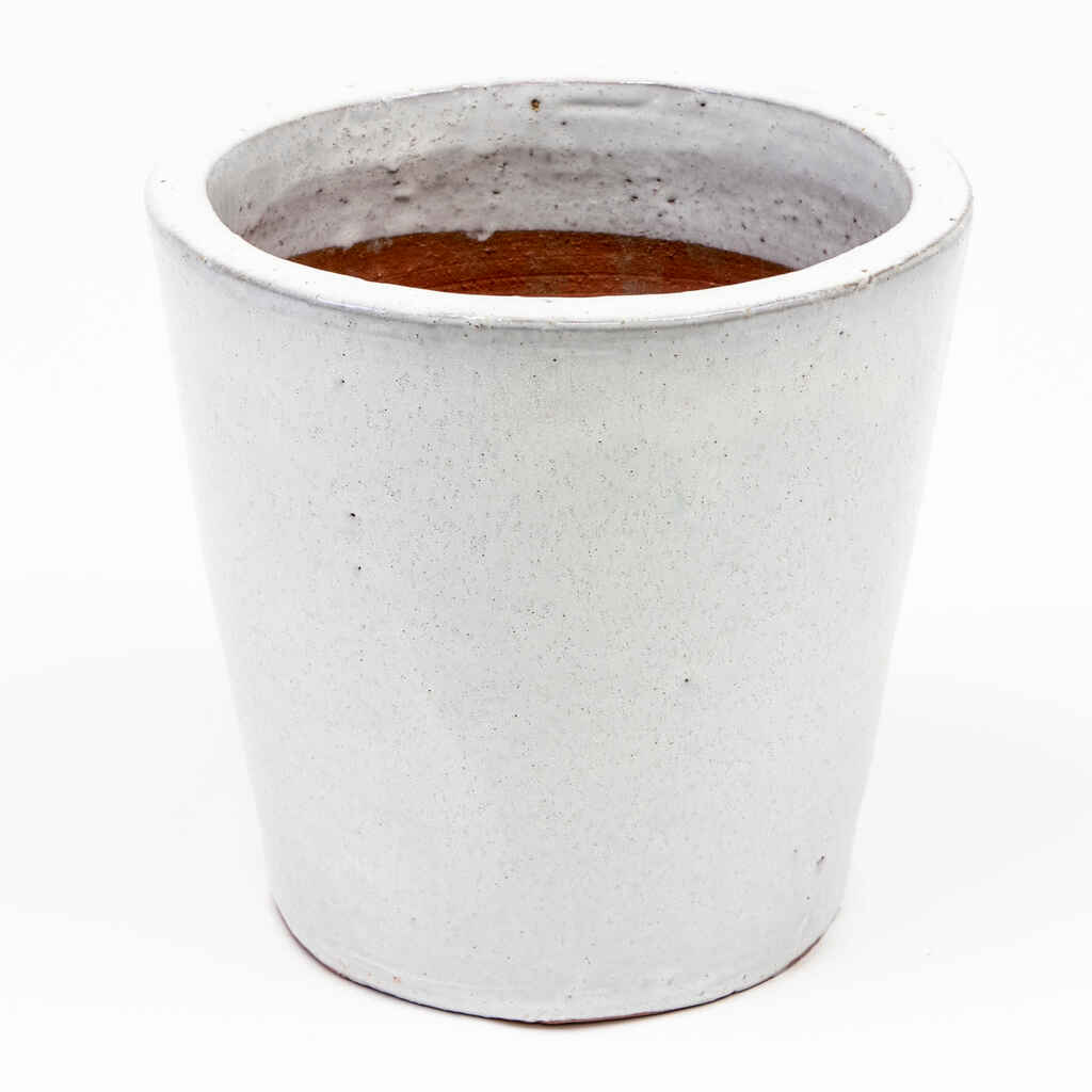 Ulkoruukku Rossano