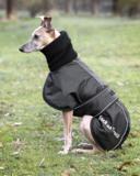 Whippet-takki Back on Track