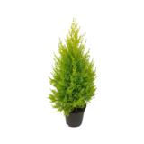 Kultasypressi Wilma pyramidi 17 cm ruukussa