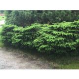 Pesäkuusi Nidiformis, myyntileveys 30-40 cm, astiakoko 5L