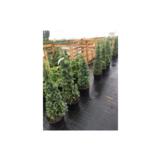 Irlanninkataja 175-200 cm, paakkutaimi